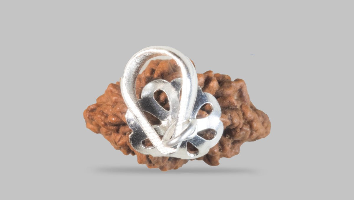 2 MUKHI RUDRAKSHA (28.81 mm) / 15.07 Ratti