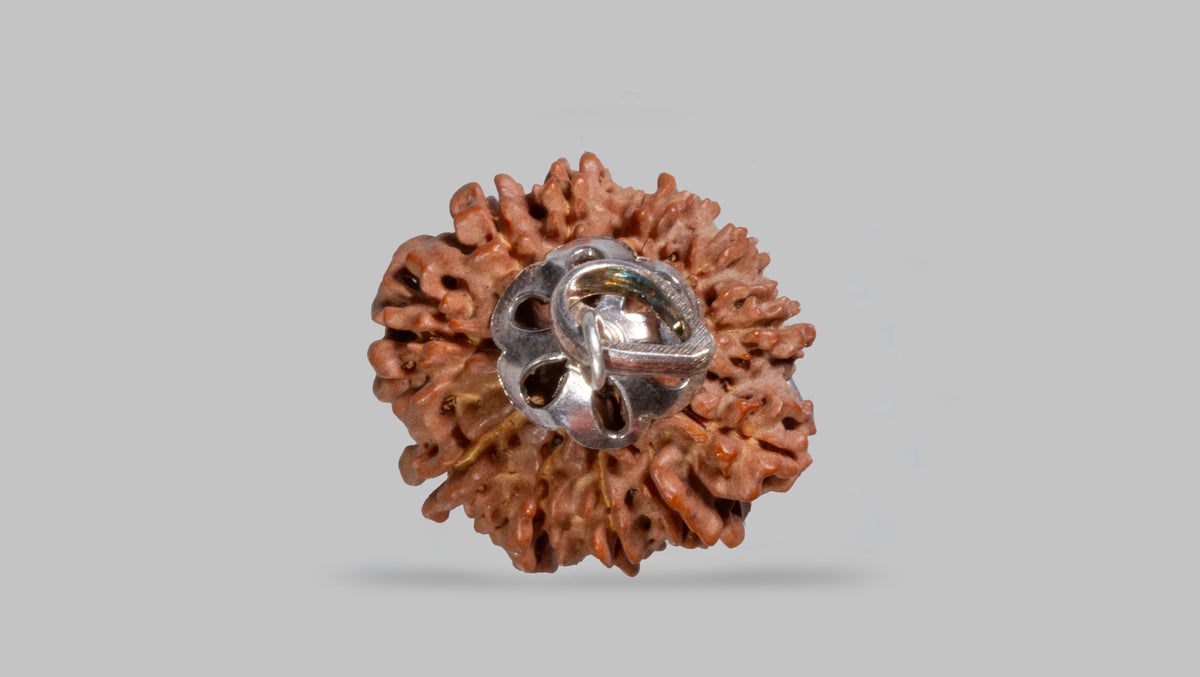 12 MUKHI RUDRAKSHA (24.77 mm)