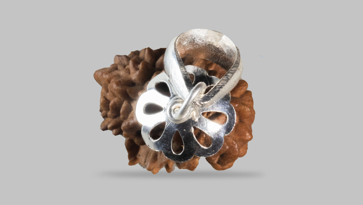 2 MUKHI RUDRAKSHA (25.51 mm) / 12.46 Ratti