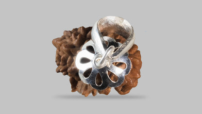 2 MUKHI RUDRAKSHA (25.51 mm) / 12.46 Ratti