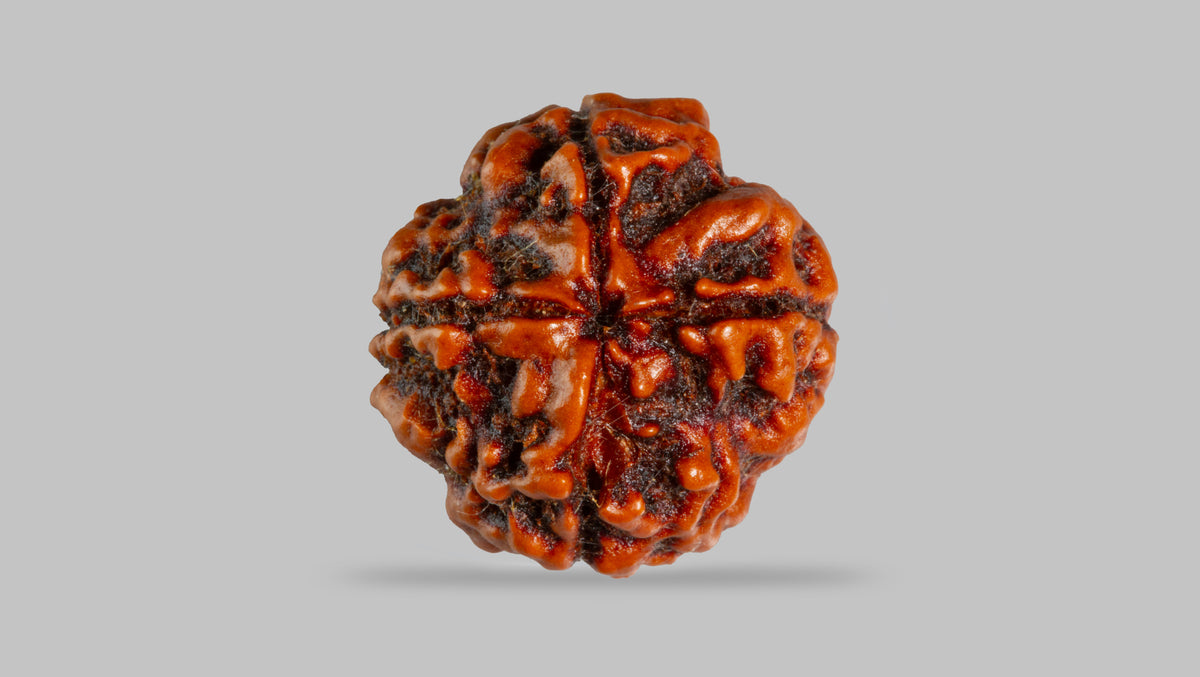 4 MUKHI RUDRAKSHA (17.76 mm) / 12.71 Ratti