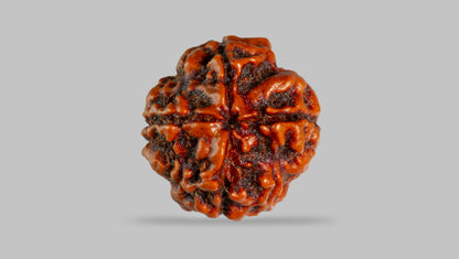 4 MUKHI RUDRAKSHA (17.76 mm) / 12.71 Ratti
