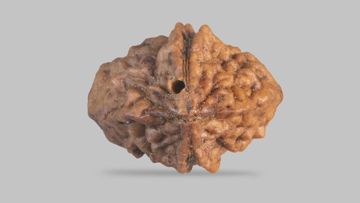 2 MUKHI RUDRAKSHA (27.60 mm) / 30.36 Ratti