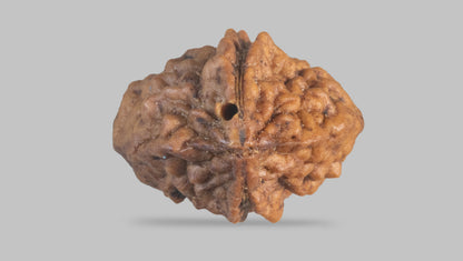 2 MUKHI RUDRAKSHA (27.60 mm) / 30.36 Ratti
