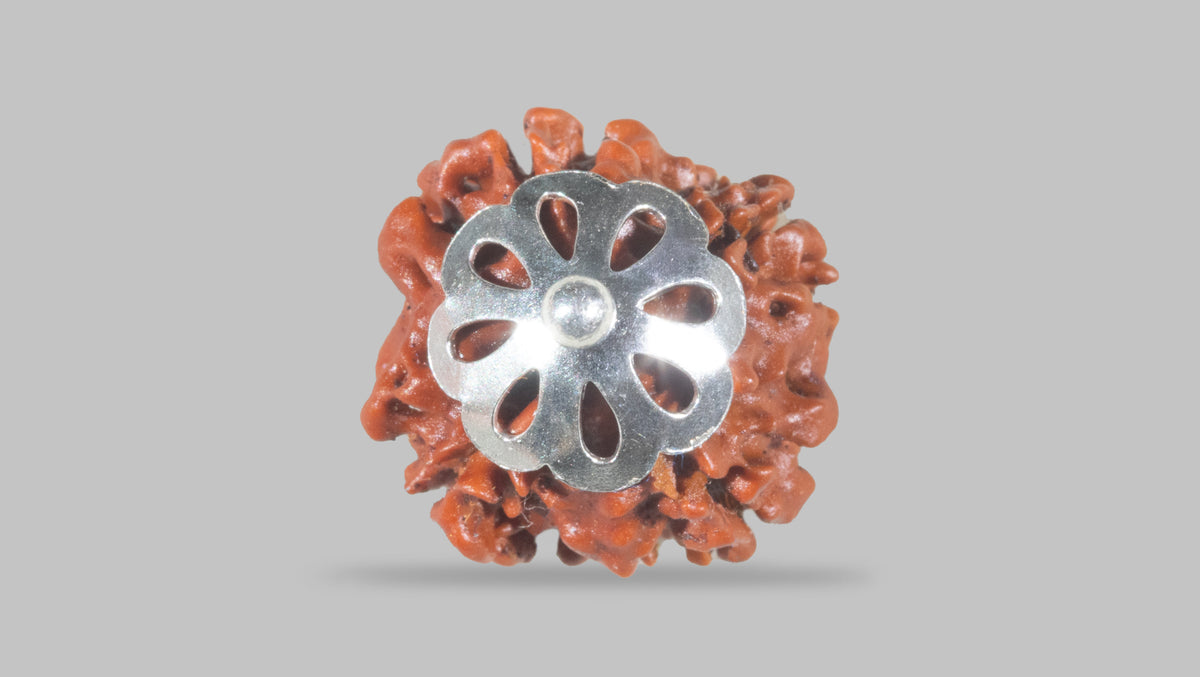 4 MUKHI RUDRAKSHA (17.36 mm) / 10.18 Ratti
