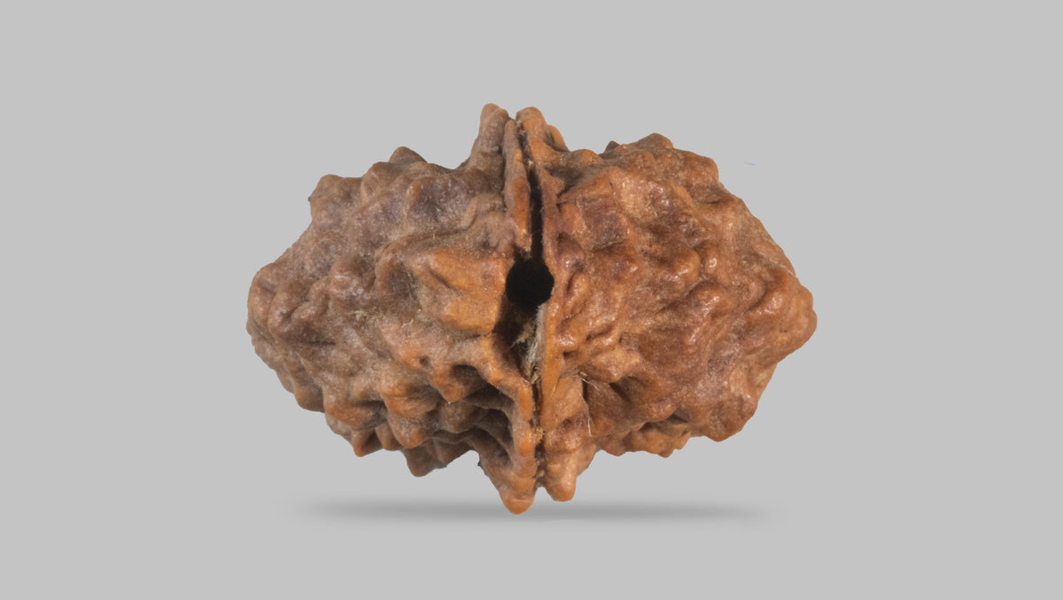2 MUKHI RUDRAKSHA (33.30 mm) / 31.53 Ratti