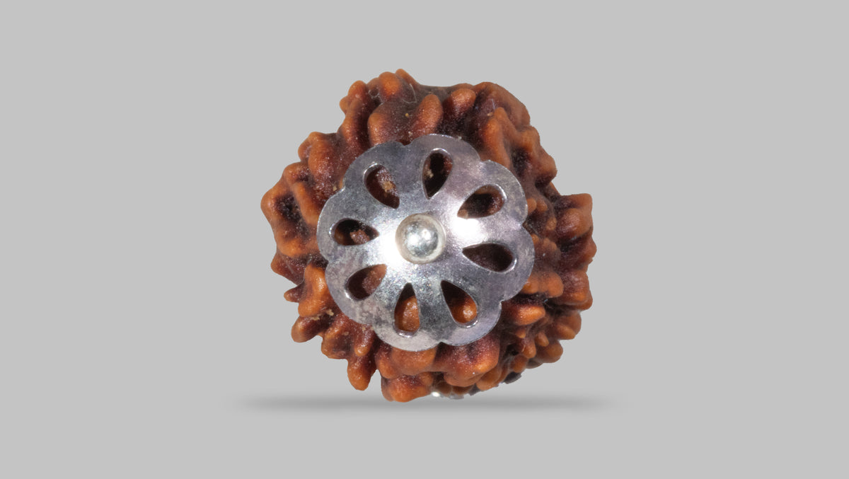 3 MUKHI RUDRAKSHA (20.81 mm)