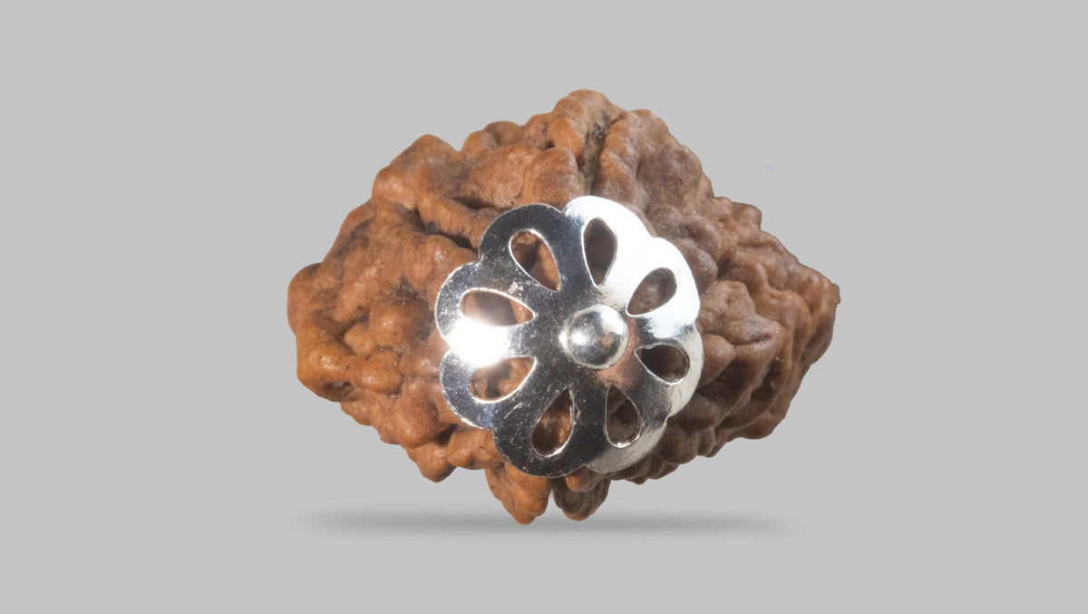 2 MUKHI RUDRAKSHA (28.31 mm) / 17.38 Ratti