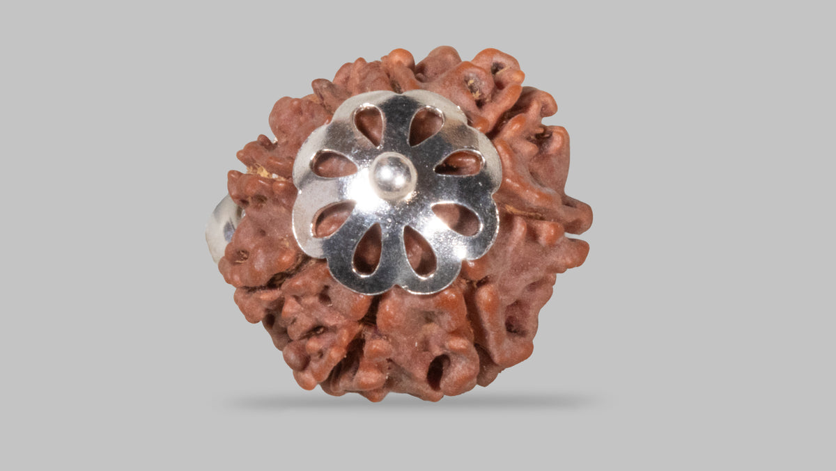 8 MUKHI RUDRAKSHA (20.95 mm)