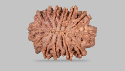 13 MUKHI RUDRAKSHA (27.62 mm)
