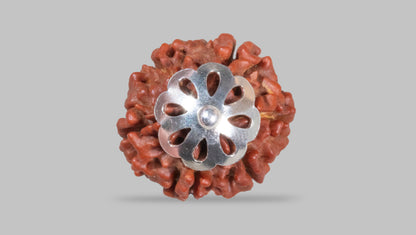 6 MUKHI RUDRAKSHA (18.58 mm)