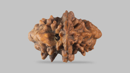 2 MUKHI RUDRAKSHA (28.77 mm) / 17.64 Ratti