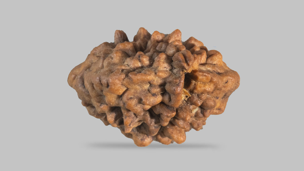 2 MUKHI RUDRAKSHA (29.90 mm) / 21.12 Ratti