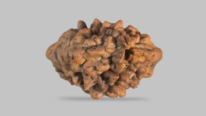 2 MUKHI RUDRAKSHA (29.90 mm) / 21.12 Ratti