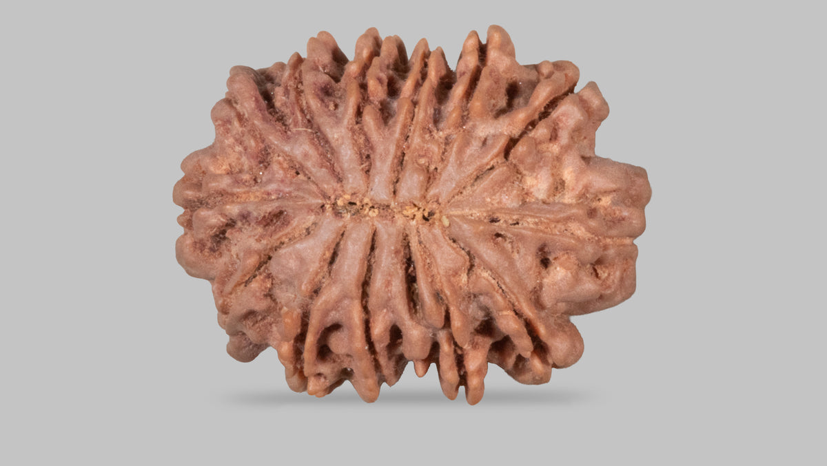 13 MUKHI RUDRAKSHA (28.15 mm)