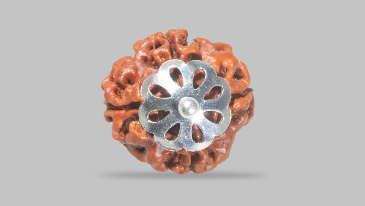 4 MUKHI RUDRAKSHA (17.30 mm) / 12.32 Ratti