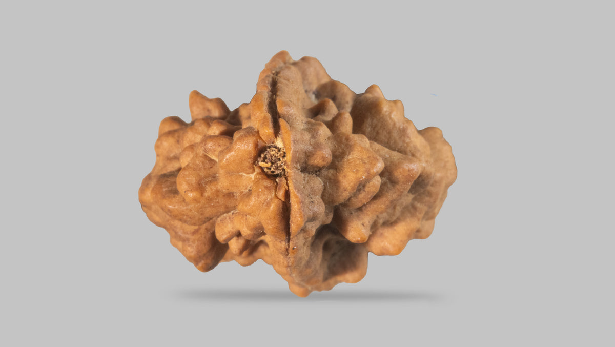 2 MUKHI RUDRAKSHA (26.98 mm) / 18.49 Ratti