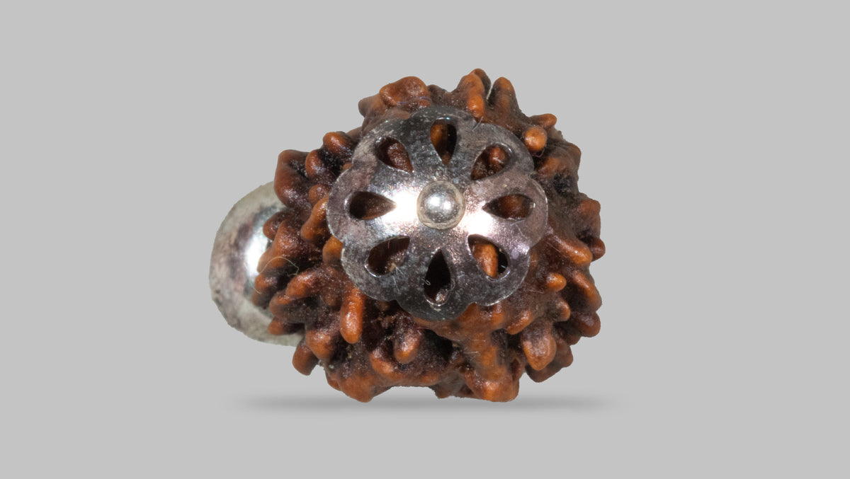 3 MUKHI RUDRAKSHA (23.21 mm)