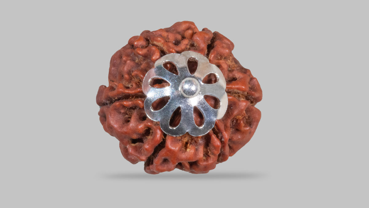 6 MUKHI RUDRAKSHA (19.15 mm)