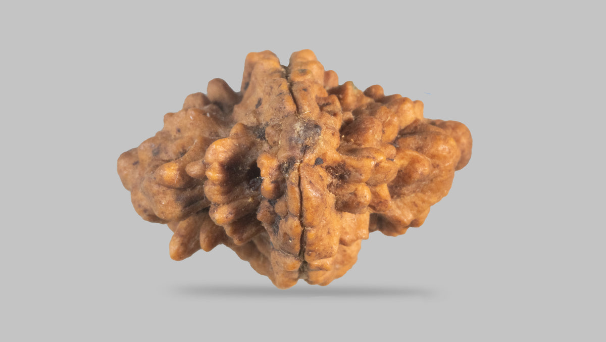 2 MUKHI RUDRAKSHA (25.55 mm) / 28.11 Ratti
