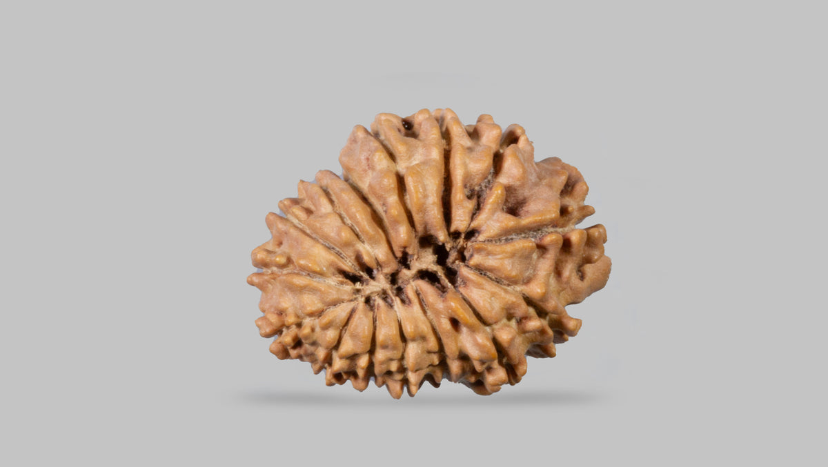 15 MUKHI RUDRAKSHA ( 23.77 mm)
