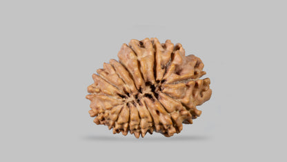15 MUKHI RUDRAKSHA ( 23.77 mm)