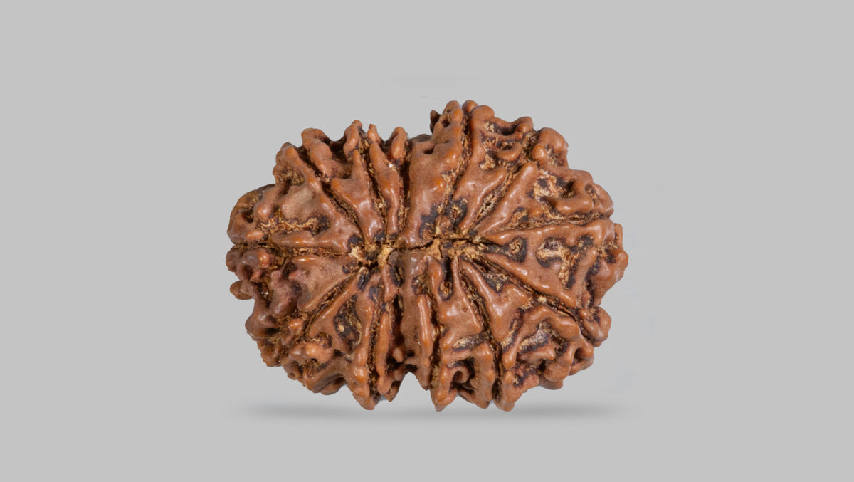 12 MUKHI RUDRAKSHA (25.45 mm)