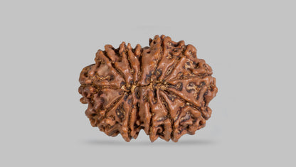 12 MUKHI RUDRAKSHA (25.45 mm)