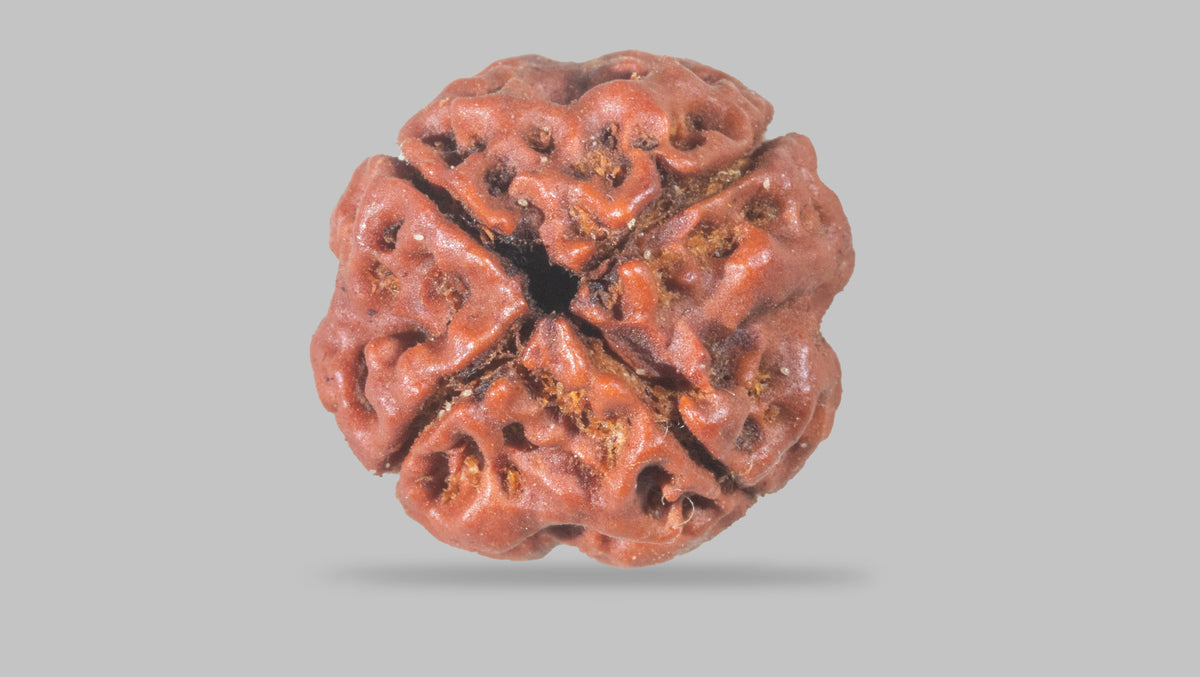4 MUKHI RUDRAKSHA (18.25 mm) / 16.02 Ratti
