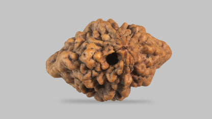 2 MUKHI RUDRAKSHA (28.71 mm) / 22.37 Ratti