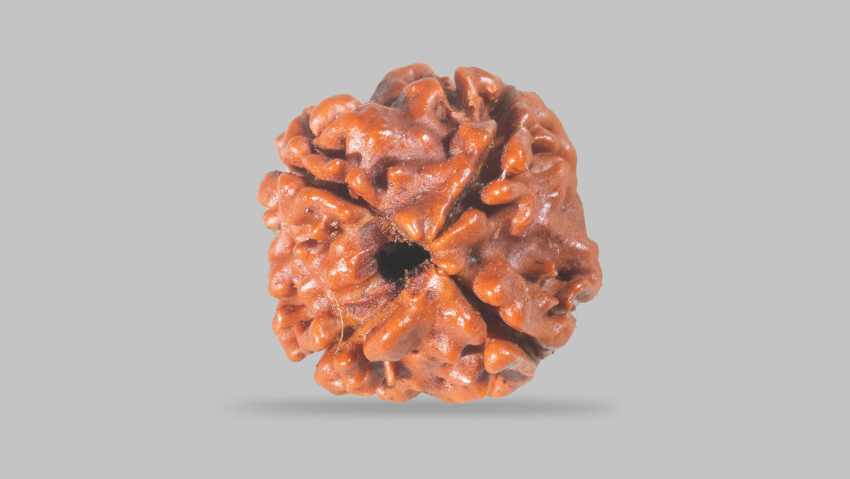 4 MUKHI RUDRAKSHA (17.15 mm) / 11.44 Ratti