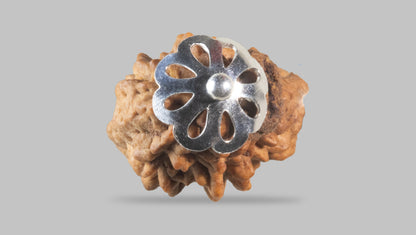 2 MUKHI RUDRAKSHA (26.88 mm) / 29.57 Ratti