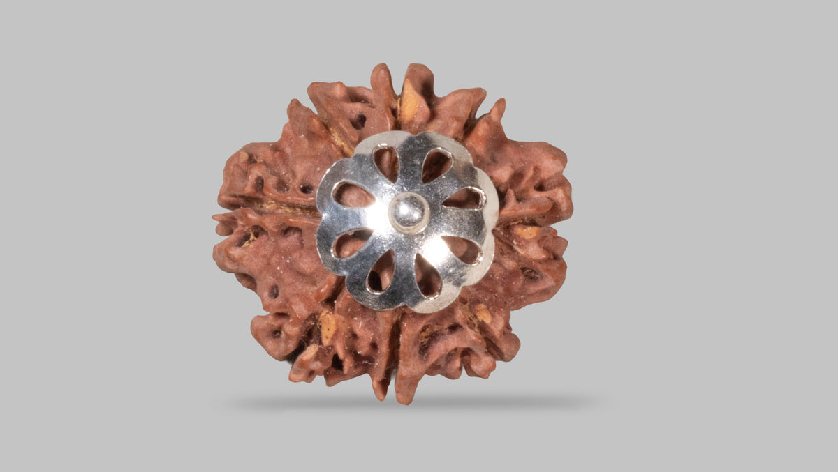 8 MUKHI RUDRAKSHA (20.40 mm)