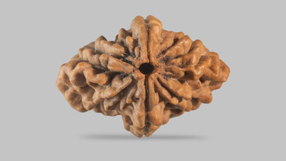 2 MUKHI RUDRAKSHA (30.70 mm) / 29.27 Ratti