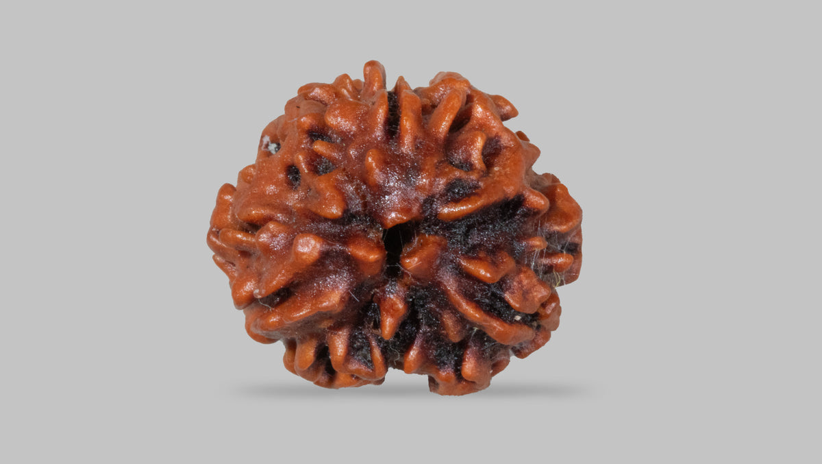 3 MUKHI RUDRAKSHA (22.58 mm)