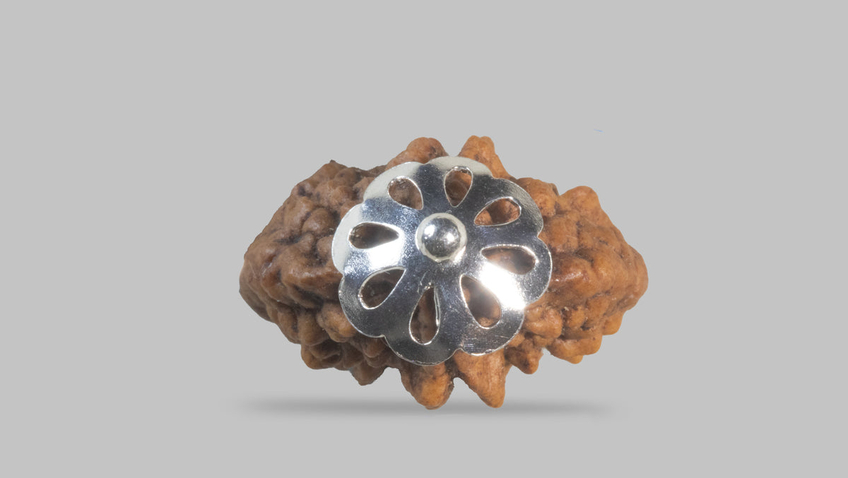 2 MUKHI RUDRAKSHA (27.65 mm)