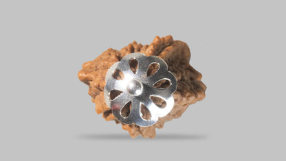 2 MUKHI RUDRAKSHA (21.55 mm) / 14.74 Ratti