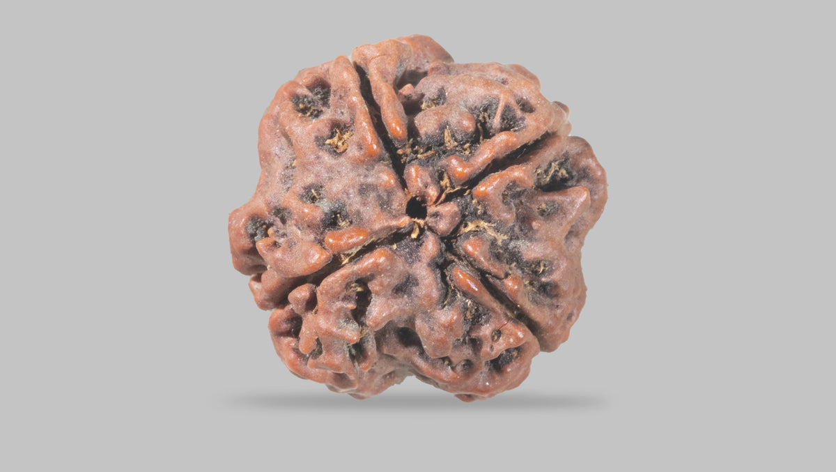 4 MUKHI RUDRAKSHA (20.47 mm) / 18.76 Ratti
