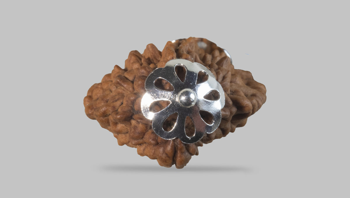 2 MUKHI RUDRAKSHA (28.01 mm) / 17.2 Ratti