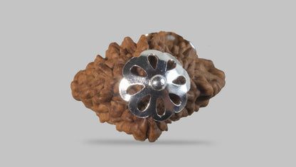 2 MUKHI RUDRAKSHA (28.01 mm) / 17.2 Ratti
