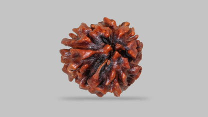 3 MUKHI RUDRAKSHA (22.70 mm)