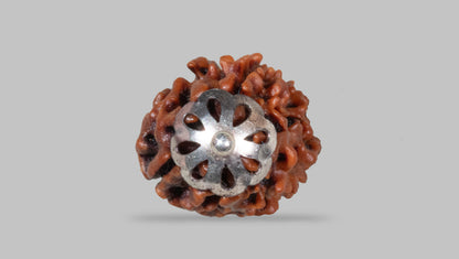 3 MUKHI RUDRAKSHA (21.06 mm)