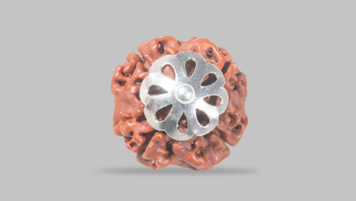 4 MUKHI RUDRAKSHA (17.87 mm) / 12.21 Ratti
