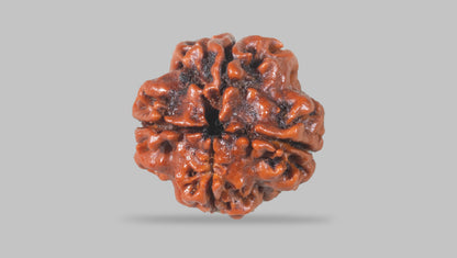 4 MUKHI RUDRAKSHA (19.30 mm) / 15.46 Ratti