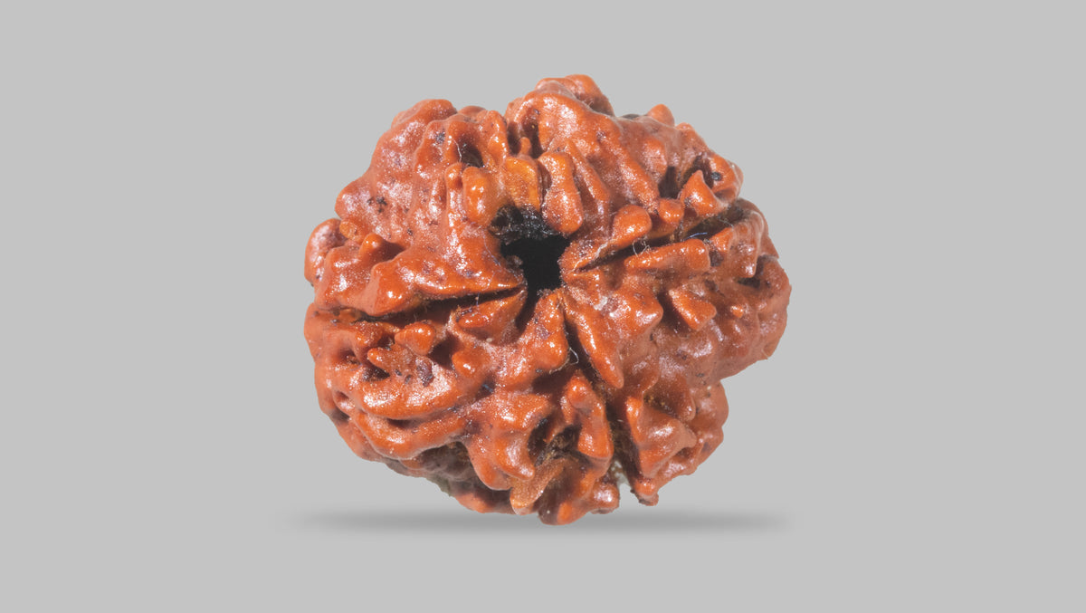 4 MUKHI RUDRAKSHA (18.92 mm) / 14.86 Ratti