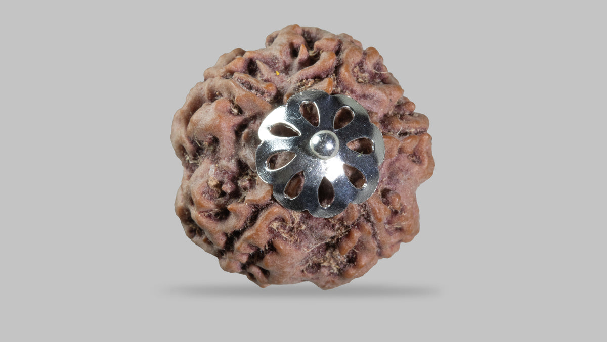5 MUKHI RUDRAKSHA (22.85 mm)