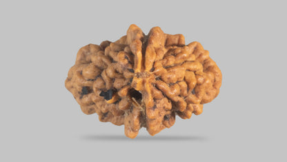 2 MUKHI RUDRAKSHA (26.31 mm) / 16.87 Ratti