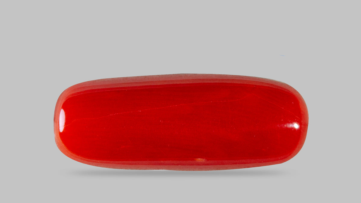 Italian Red Coral 7.87 Carats / 8.65 Ratti