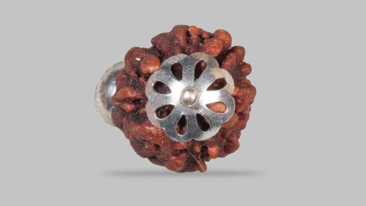 3 MUKHI RUDRAKSHA (23.17 mm)