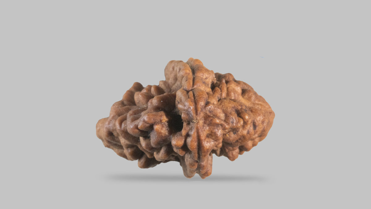 2 MUKHI RUDRAKSHA (31.35 mm) / 22.91 Ratti